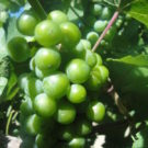 close up of green riesling grapes Raft Masters Tours Colorado